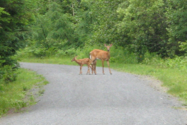 Laurentianspromo-013 Laurentianspromo-013