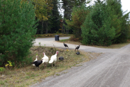 Laurentianspromo-022 Laurentianspromo-022