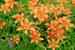 Monteregie-Tour-2019-ACC-0023