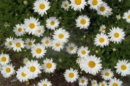 Nova-Scotia-Eastern-Shore-Tour-2016-ACC-0021