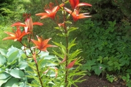 Nova-Scotia-Eastern-Shore-Tour-2016-ACC-0023